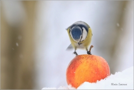 <p>SÝKORA MODŘINKA (Cyanistes caeruleus) ---- /Eurasian blue tit - Blaumeise/</p>